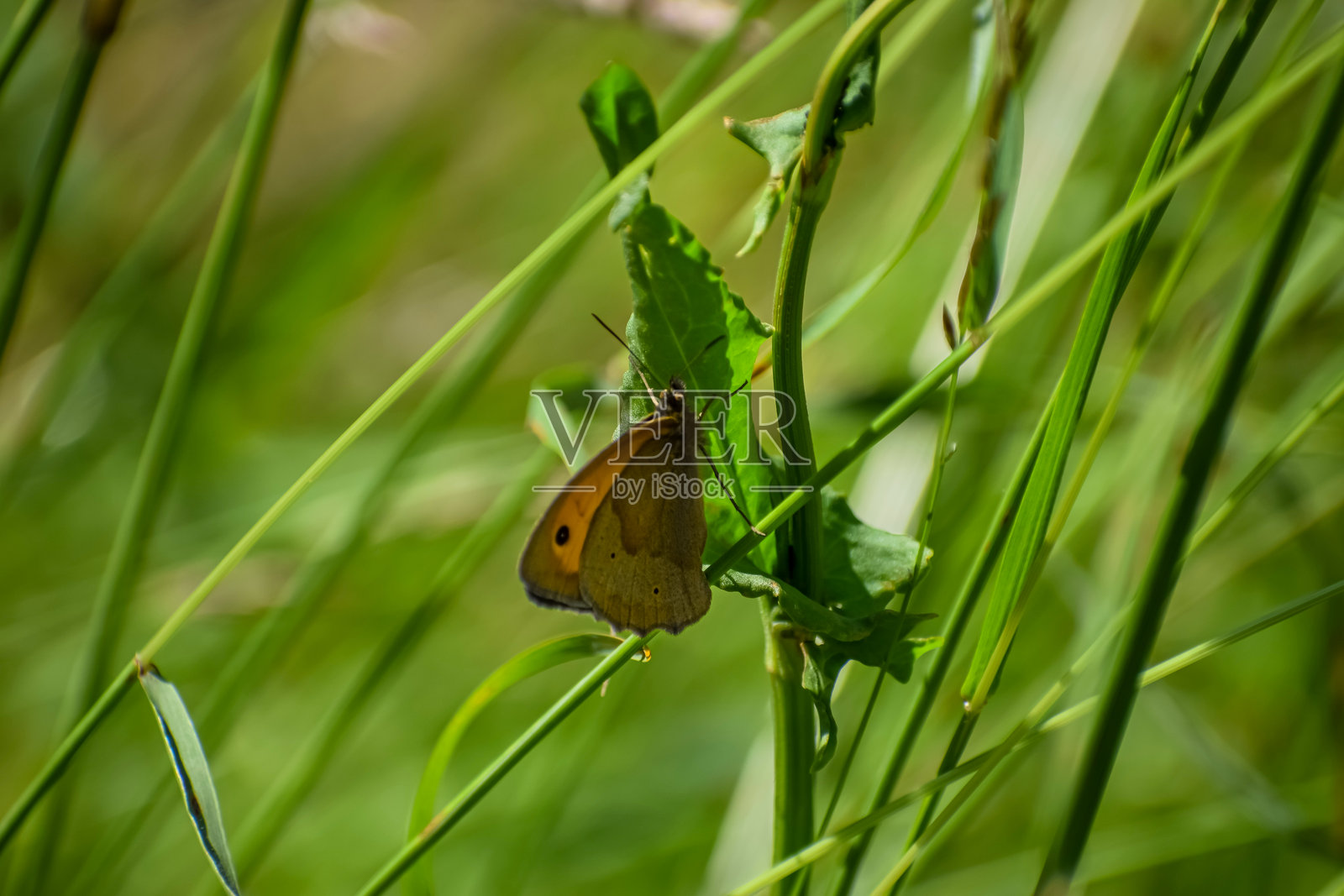 阳光明媚的一天，一只褐色矍眼蝶停歇在长满杂草的绿色植物茎秆上照片摄影图片