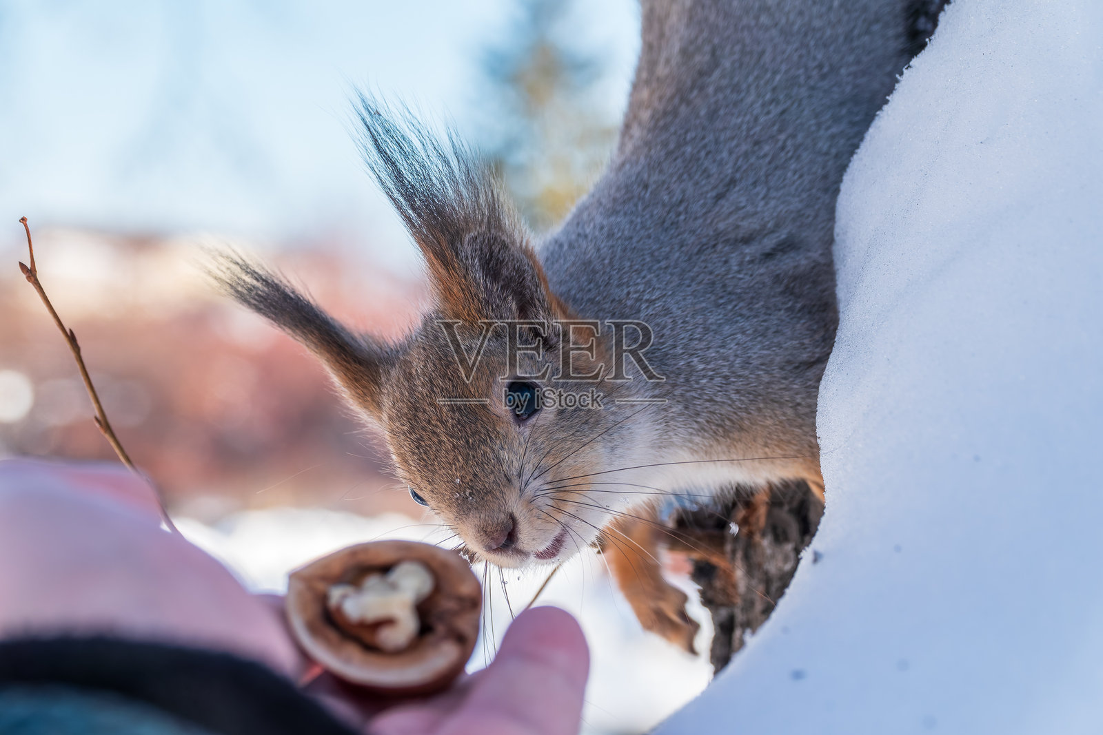 松鼠从男人手中取食坚果。冬季或秋季关爱动物。照片摄影图片