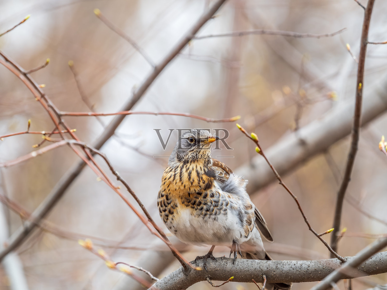 春天里，一只野鸟栖息在树枝上，背景虚化。照片摄影图片