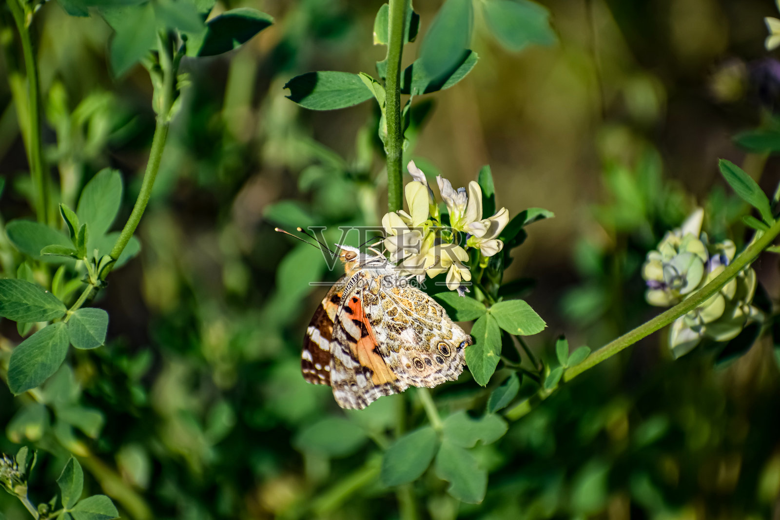一只蛱蝶停歇在精致的白色花朵上，周围环绕着茂密的绿色植物照片摄影图片