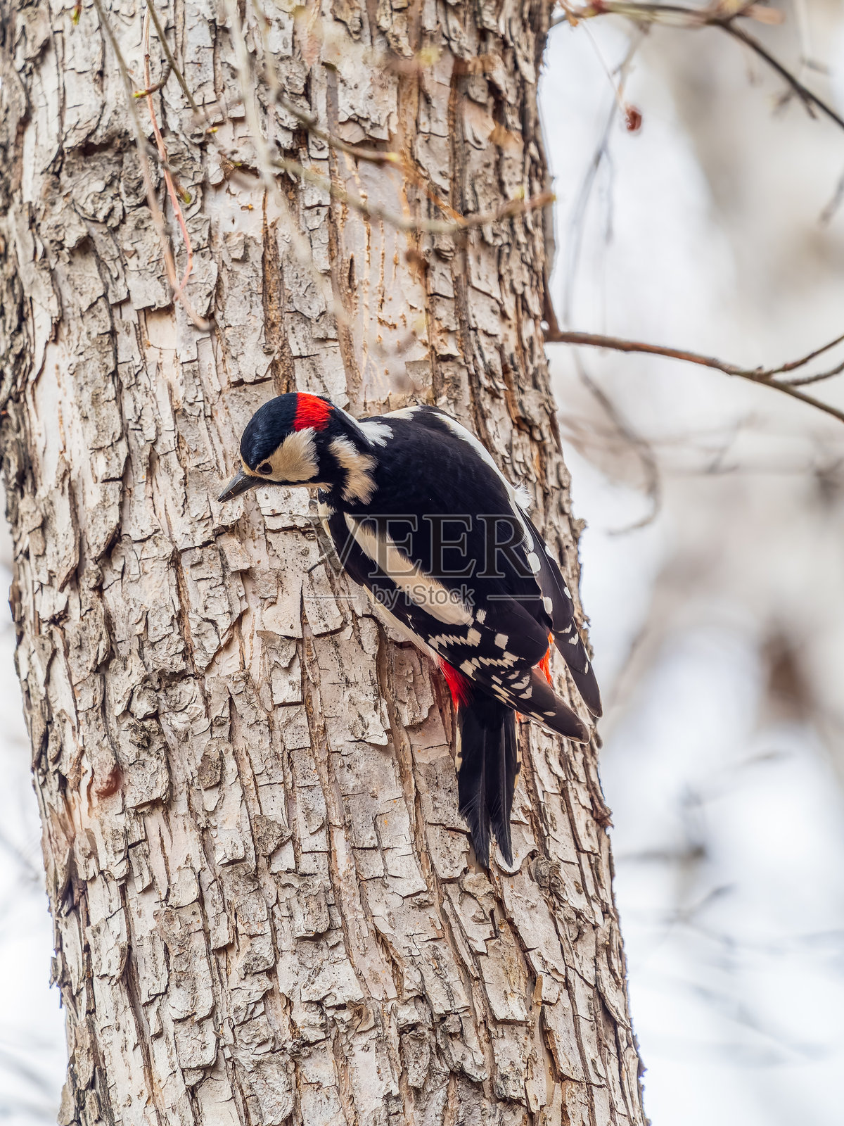 一只小啄木鸟栖息在树干上。大斑啄木鸟，Dendrocopos major照片摄影图片