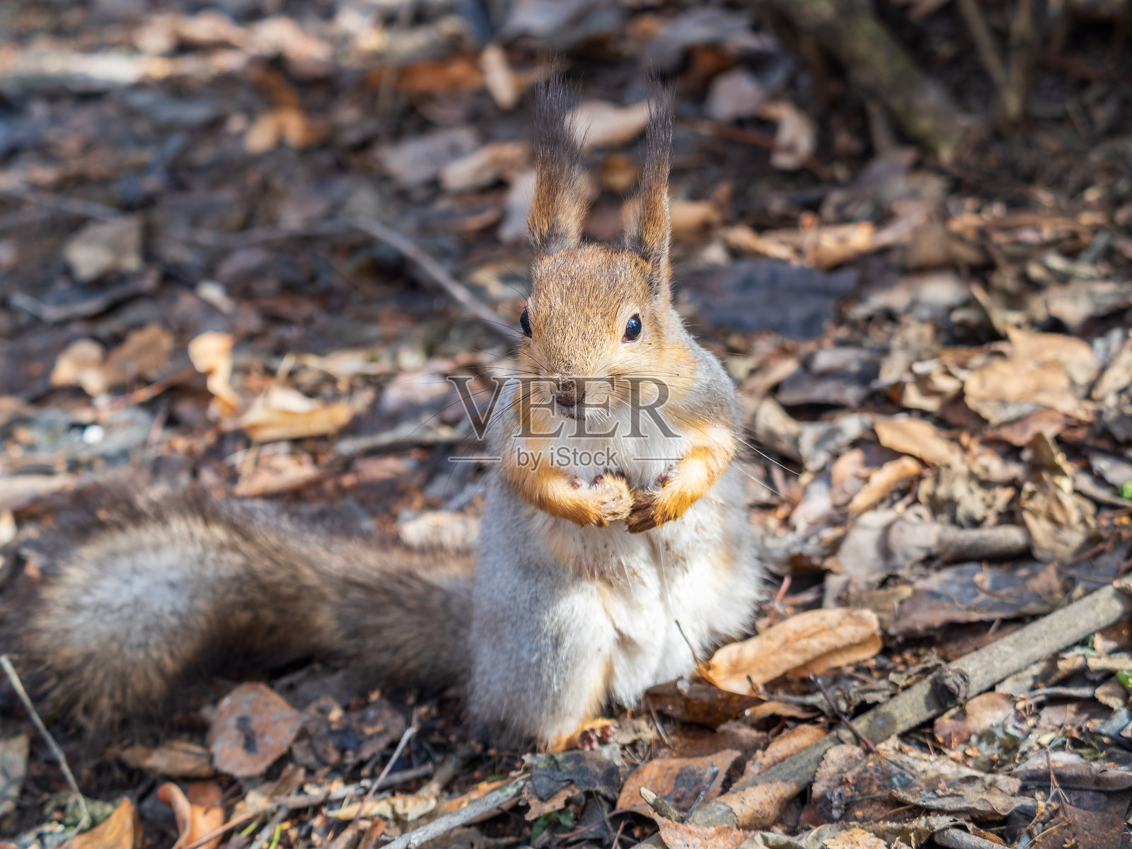 秋季或春季的松鼠，在长满落叶和黄叶的绿草地上啃食坚果照片摄影图片