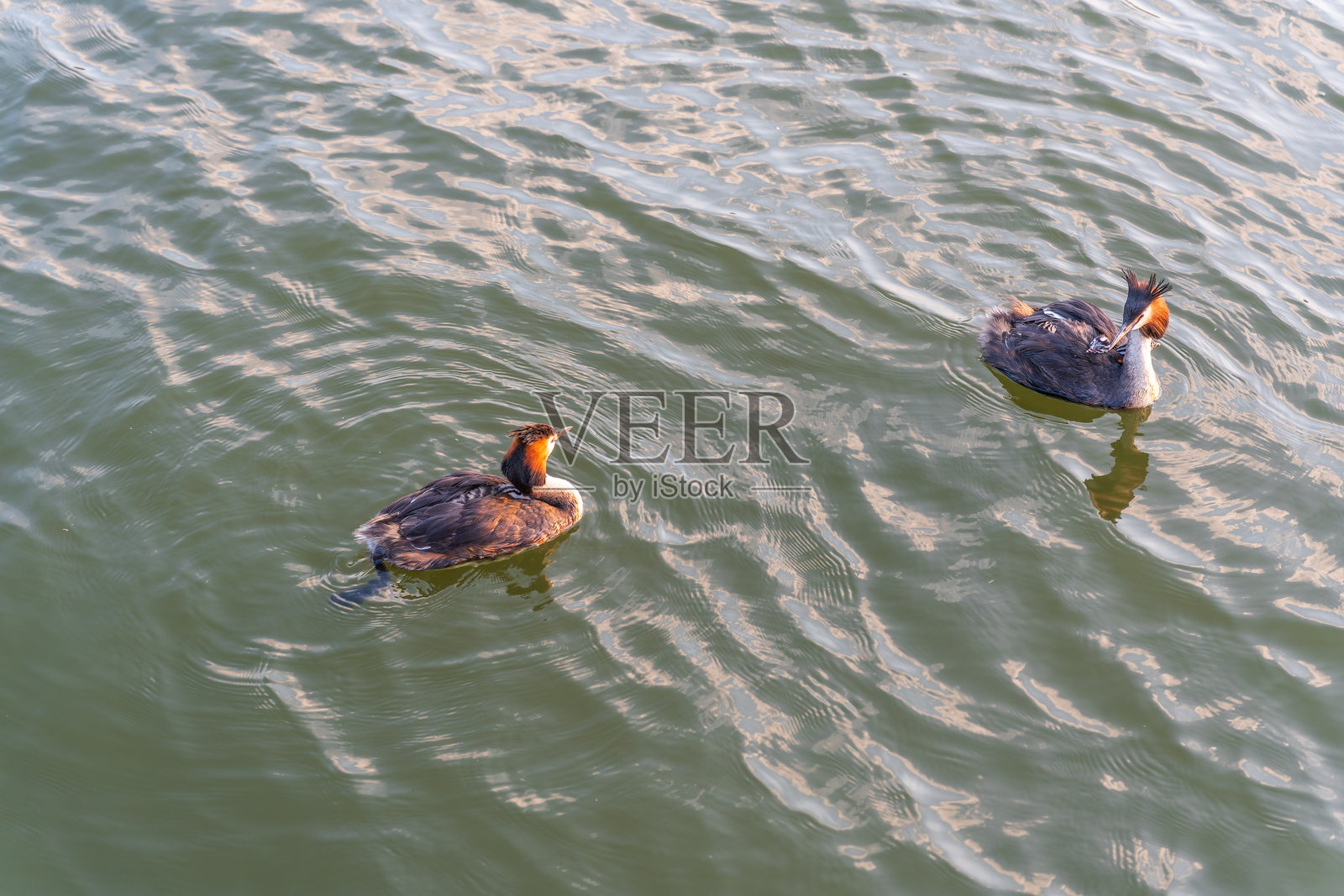 水中鸟类凤头鸊鷉（Podiceps cristatus）在湖中游泳，可爱的幼鸟趴在它背上照片摄影图片