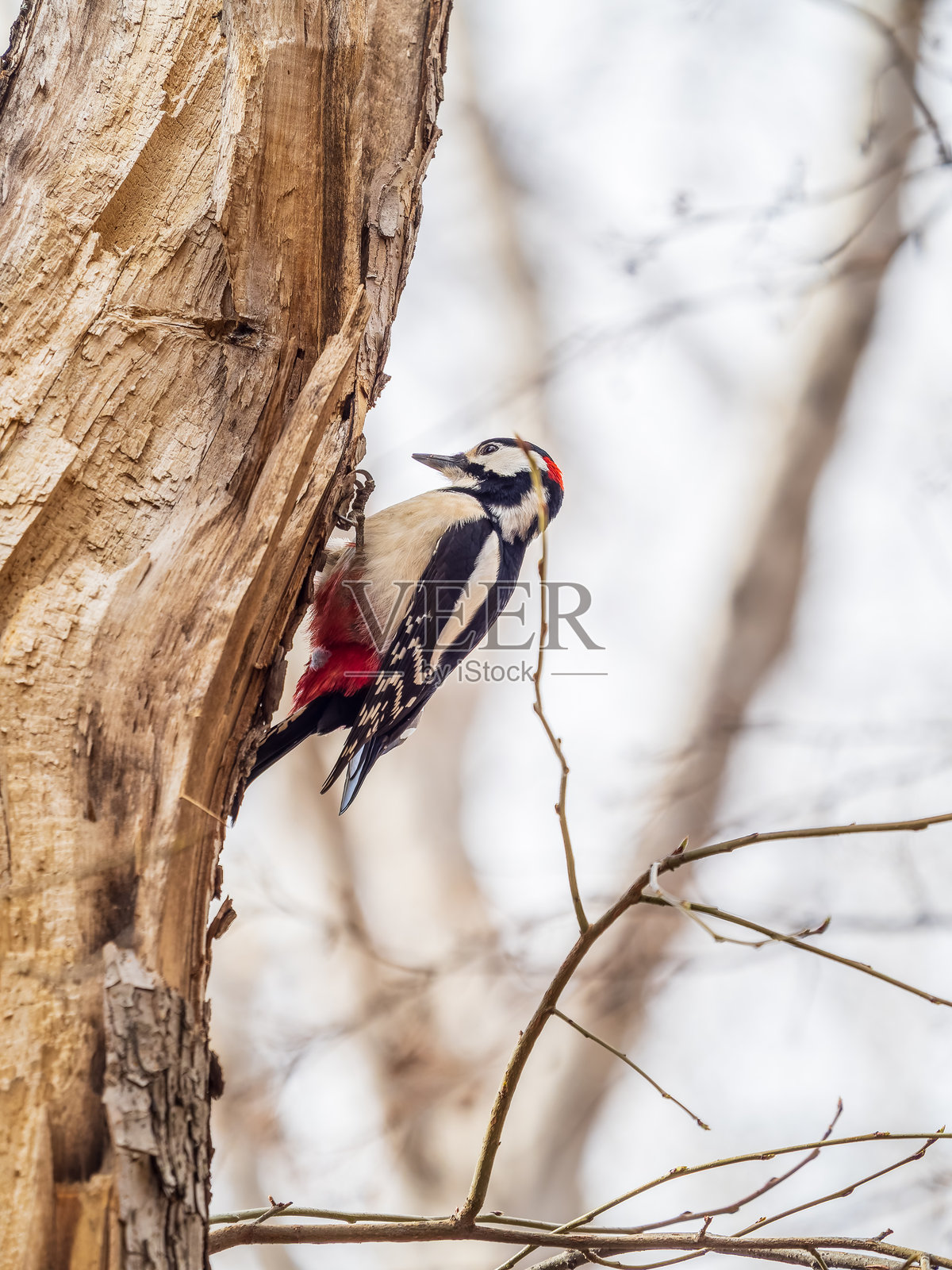一只小啄木鸟栖息在树干上。大斑啄木鸟，Dendrocopos major照片摄影图片