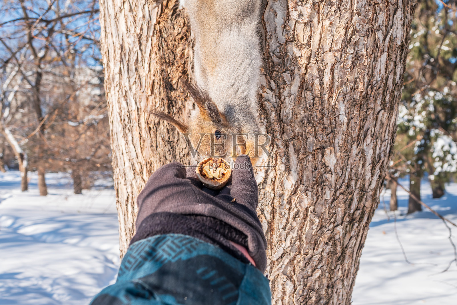 松鼠在男人手中吃坚果。冬季或秋季照顾动物。照片摄影图片