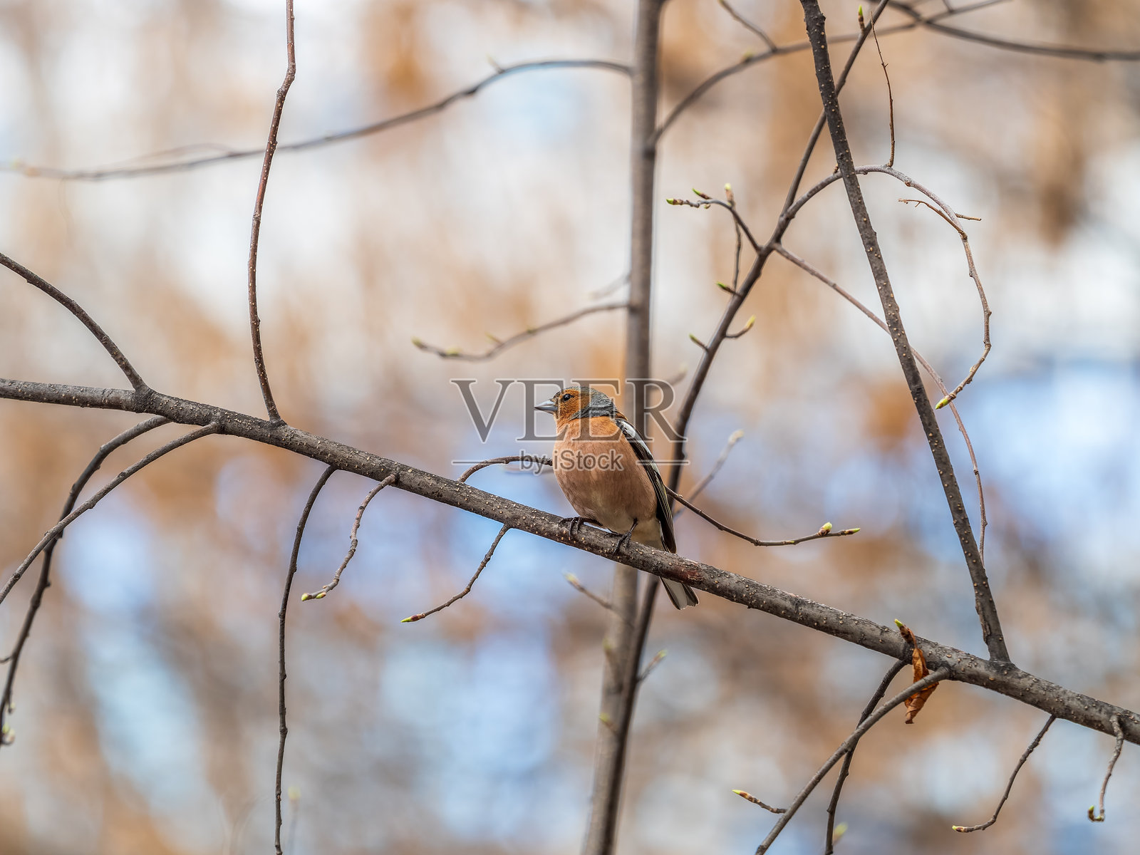普通鹪鹩，Fringilla coelebs，在春天栖息在树枝上，背景为绿色。野生环境中的普通鹪鹩。照片摄影图片