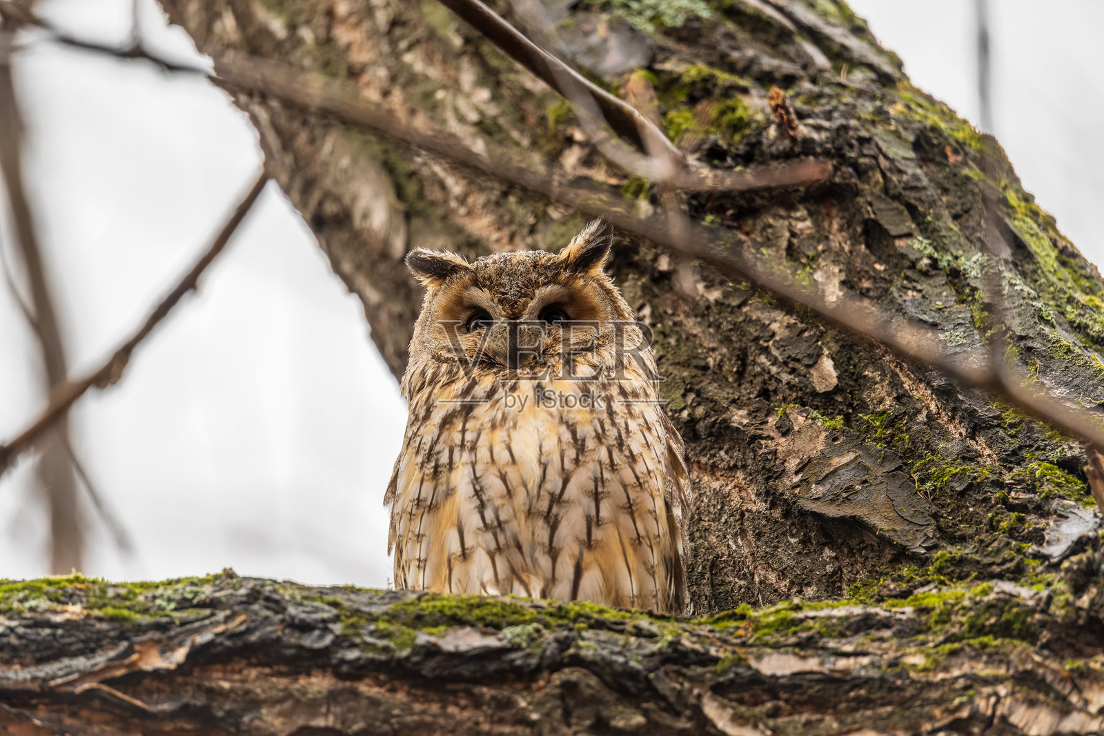 长耳鸮（Asio otus），睁大眼睛向前看照片摄影图片