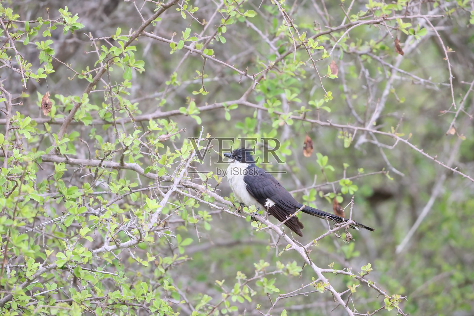 南非的雅各宾杜鹃（Clamator jacobinus）照片摄影图片