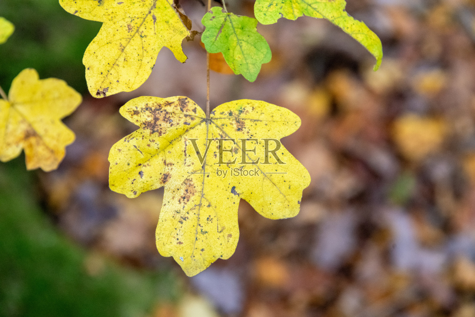 秋天色彩渐变的黄色的枫树叶照片摄影图片