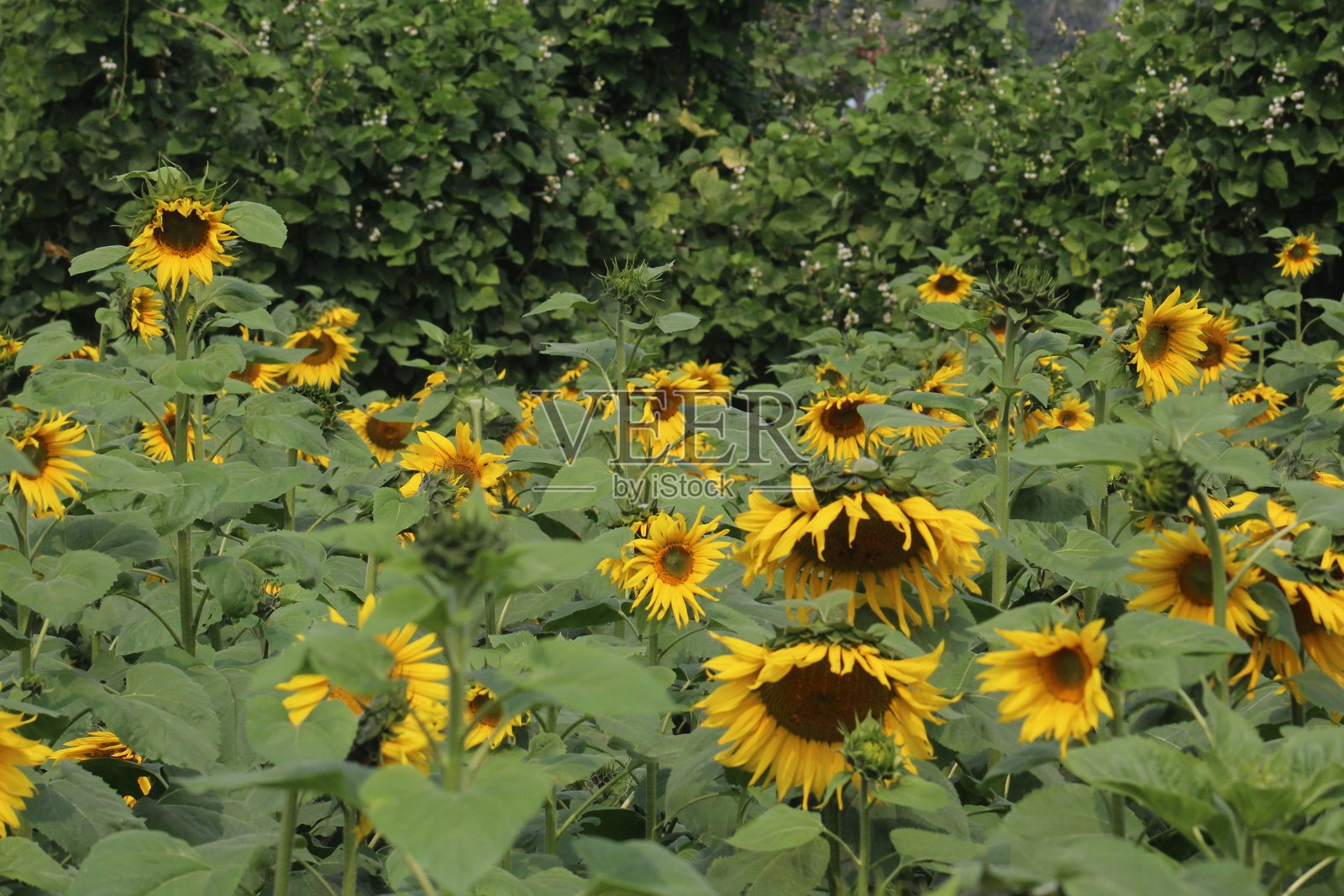 太阳花照片摄影图片