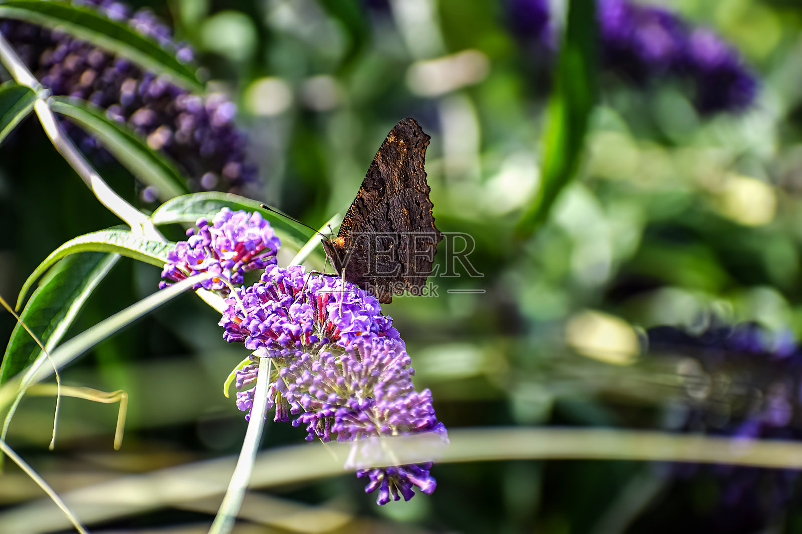 一只孔雀蝶在阳光下栖息在鲜艳的紫色蝴蝶花丛中照片摄影图片