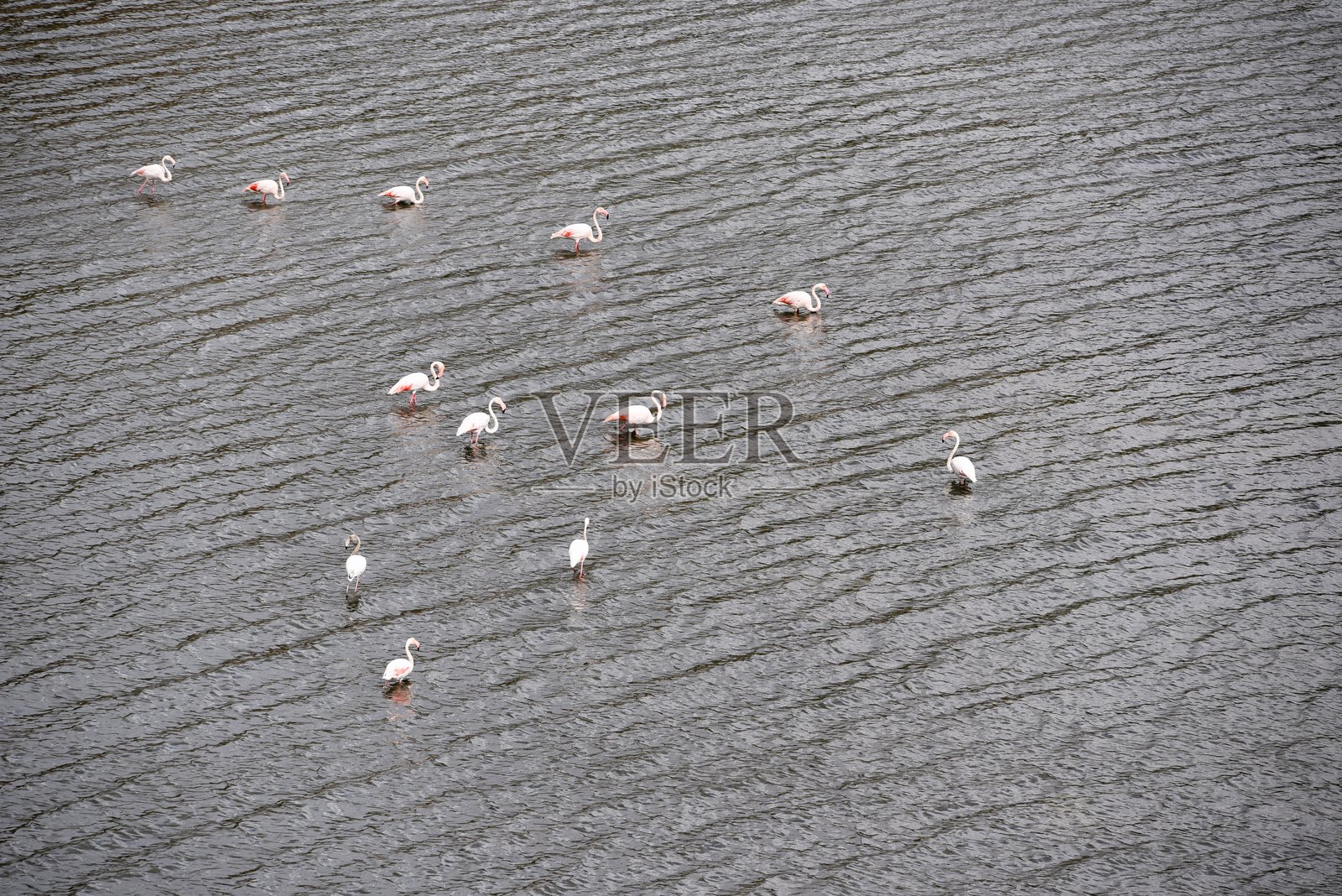 火烈鸟，巴法湖；塞尔琴，土耳其照片摄影图片