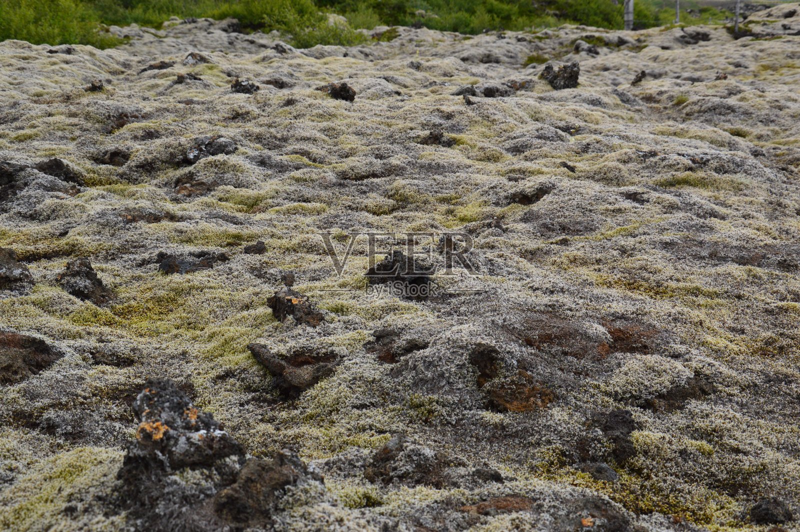 火山岩上覆盖着浓密的灰色苔藓和地衣照片摄影图片