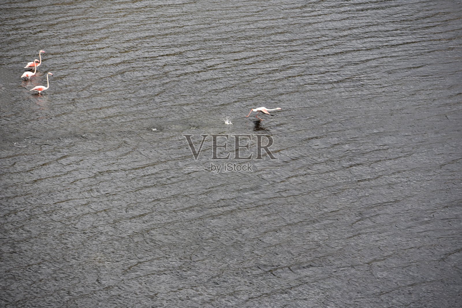 火烈鸟，巴法湖，塞尔钦，土耳其照片摄影图片