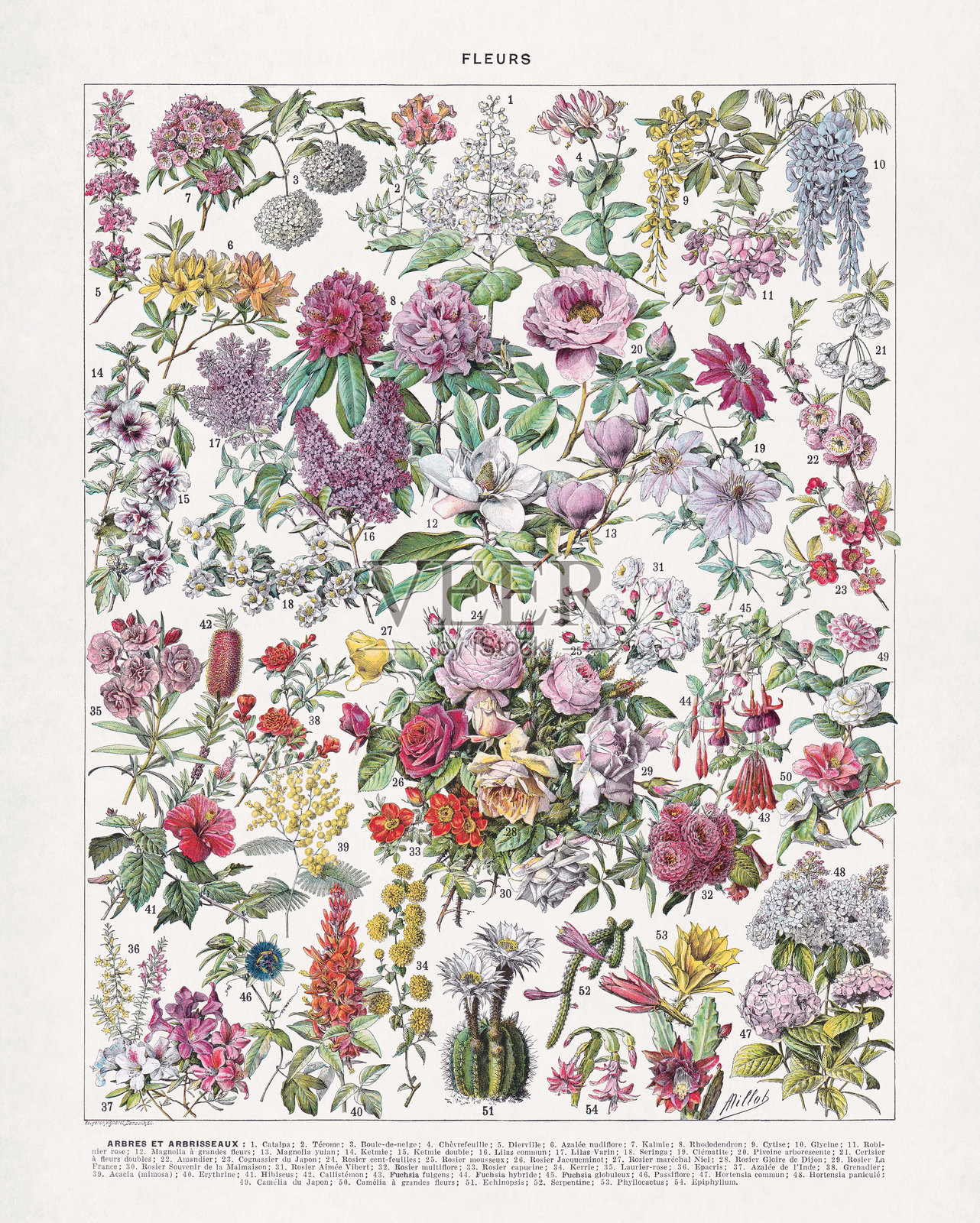 复古花卉插画插画图片素材