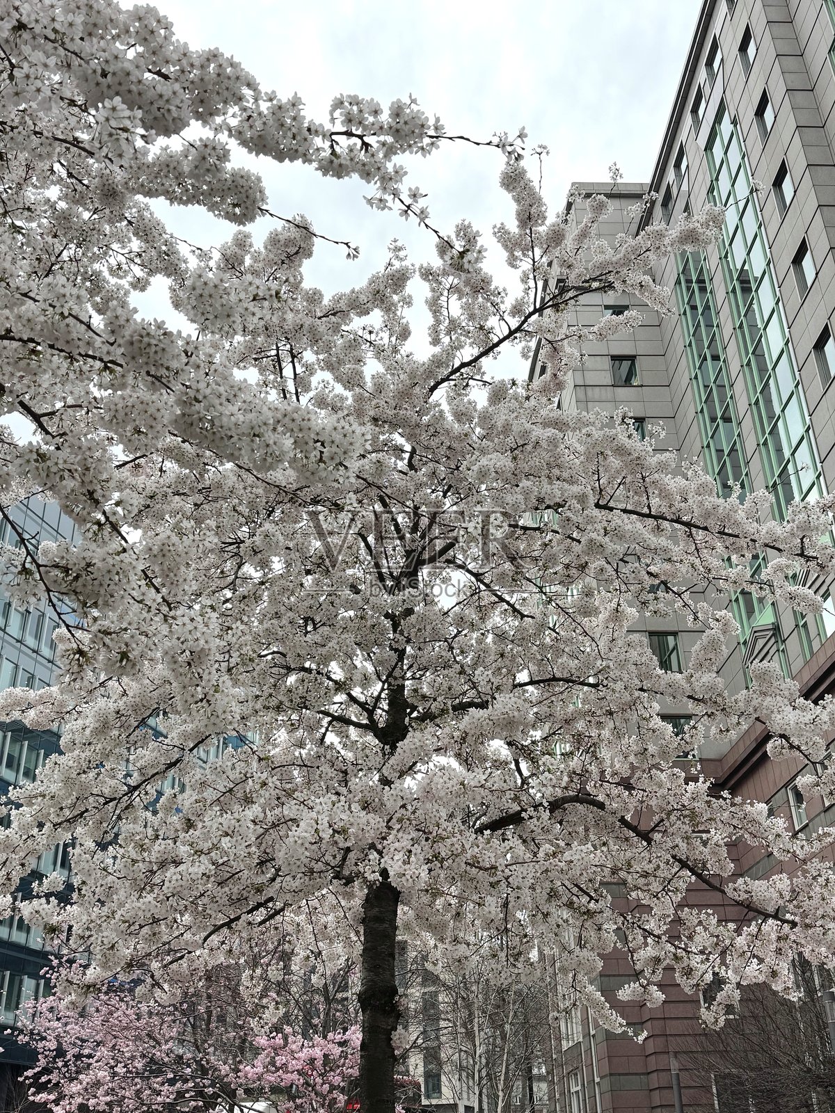 伦敦市商业区的樱花照片摄影图片