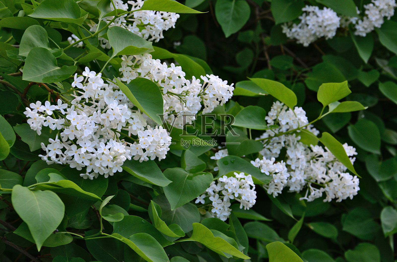 绿叶间的白色丁香花特写照片摄影图片