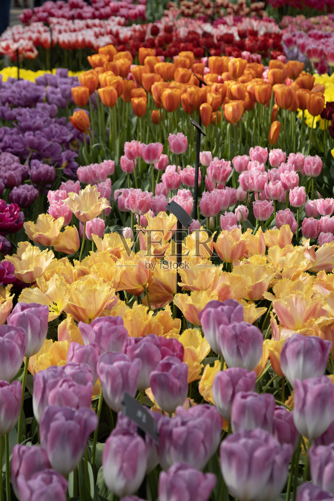 郁金香花坛照片摄影图片