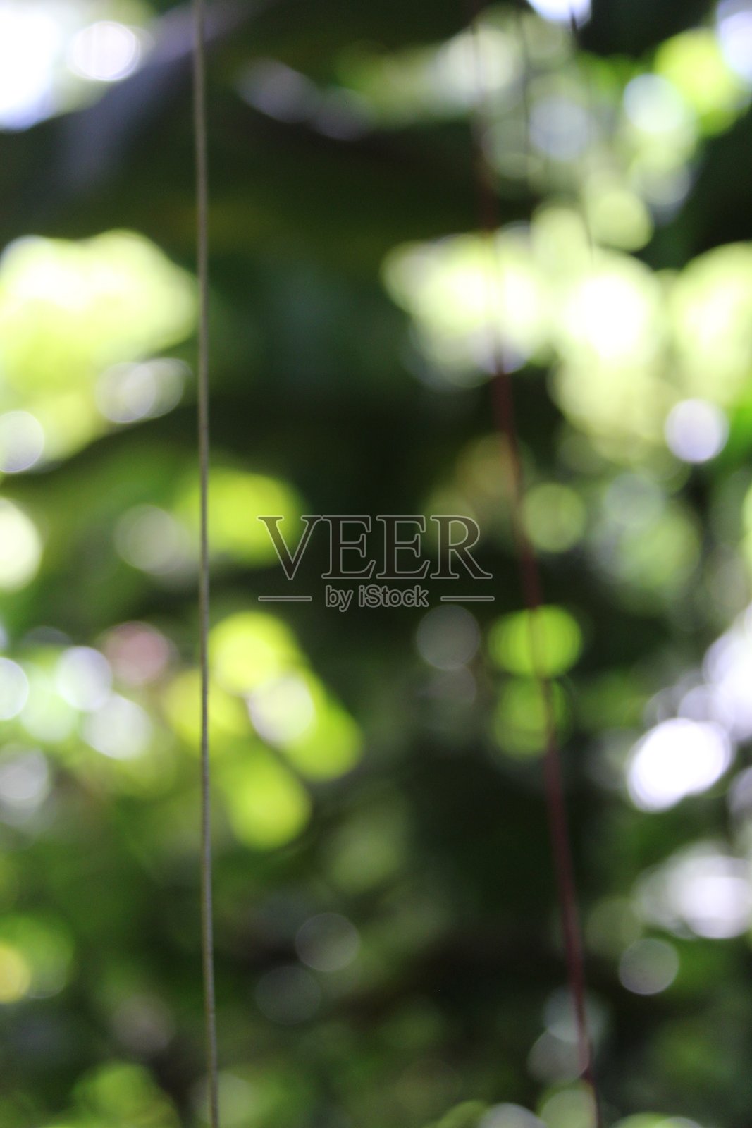 夏威夷大岛上的藤蔓照片摄影图片