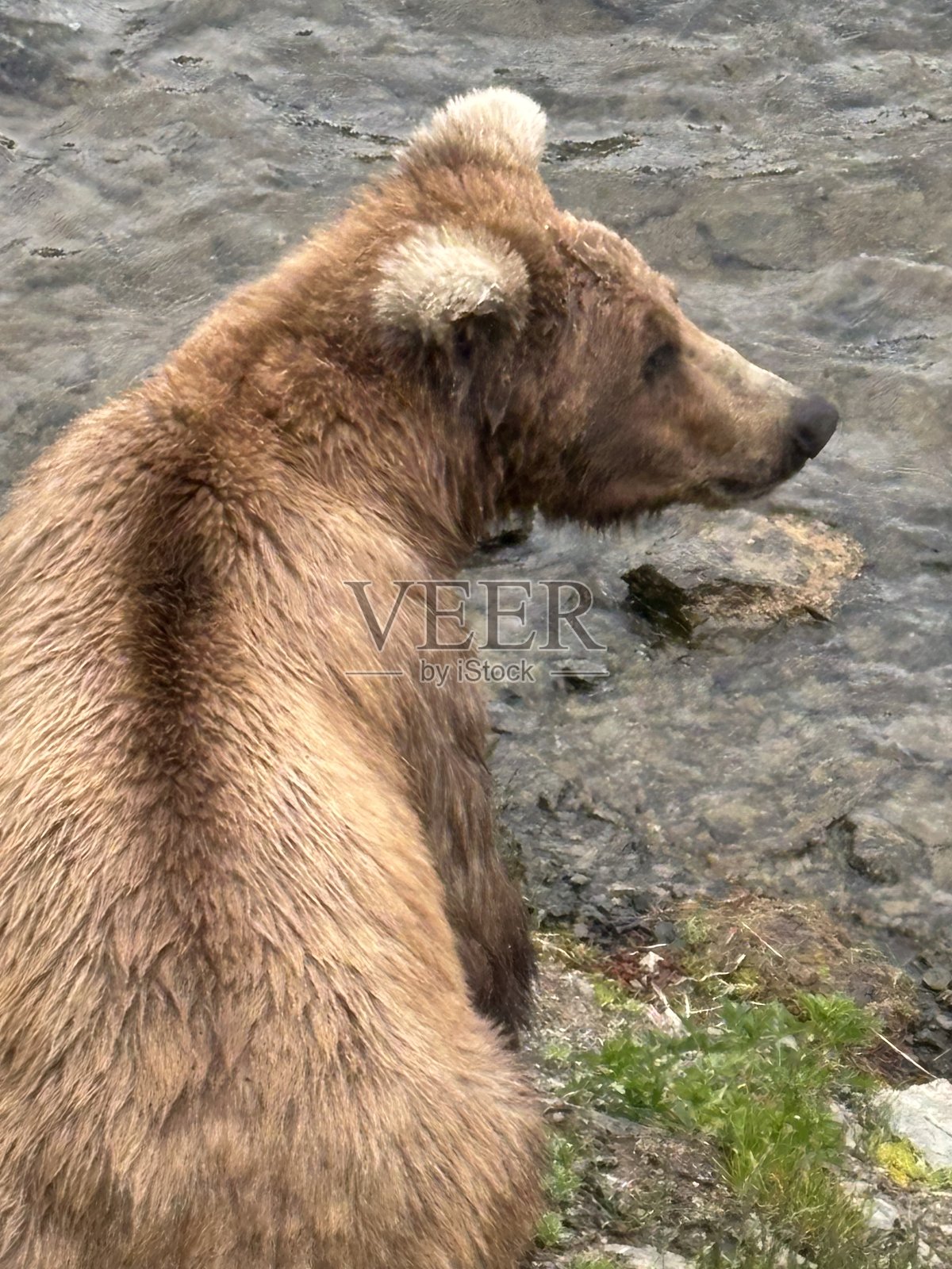 卡特迈棕熊照片摄影图片