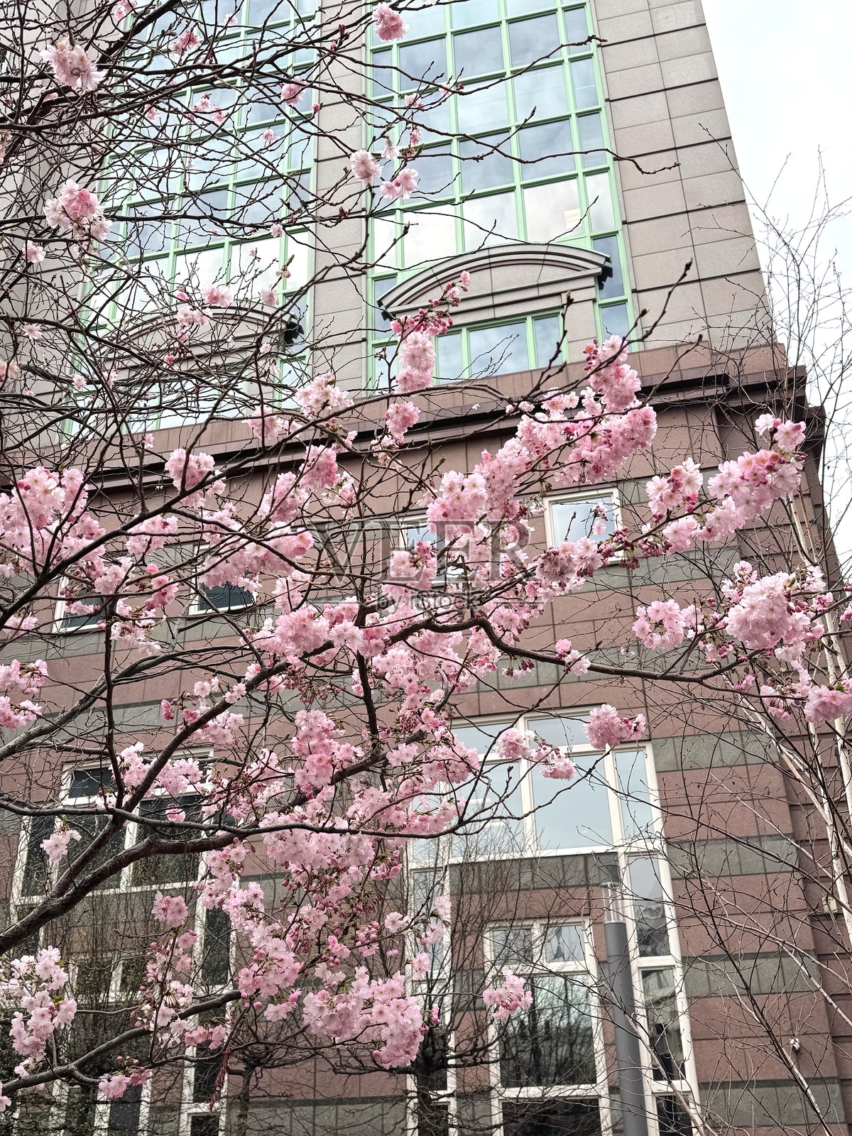 伦敦市商业区的樱花照片摄影图片