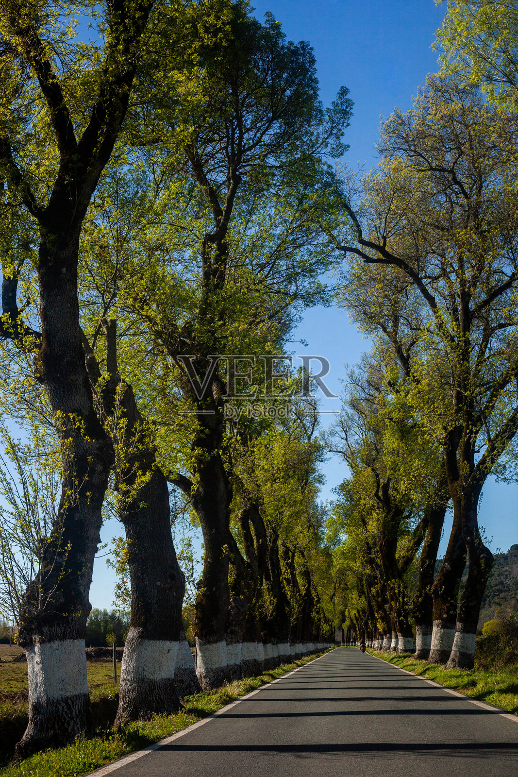 葡萄牙马尔旺波尔塔热姆古老白蜡树的林荫道。照片摄影图片