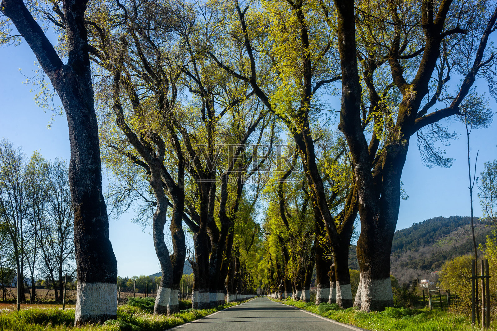 葡萄牙马尔旺波尔塔热姆古老的白蜡树林荫道。照片摄影图片