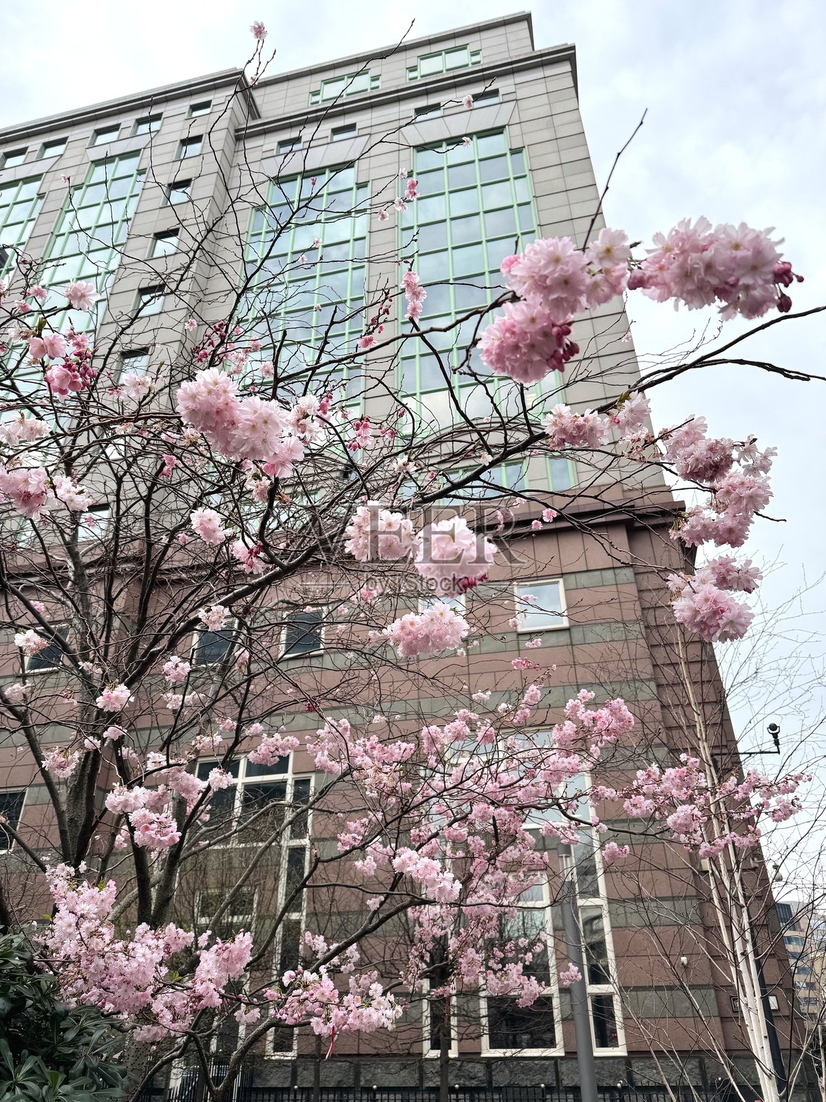 伦敦市商业区的樱花照片摄影图片