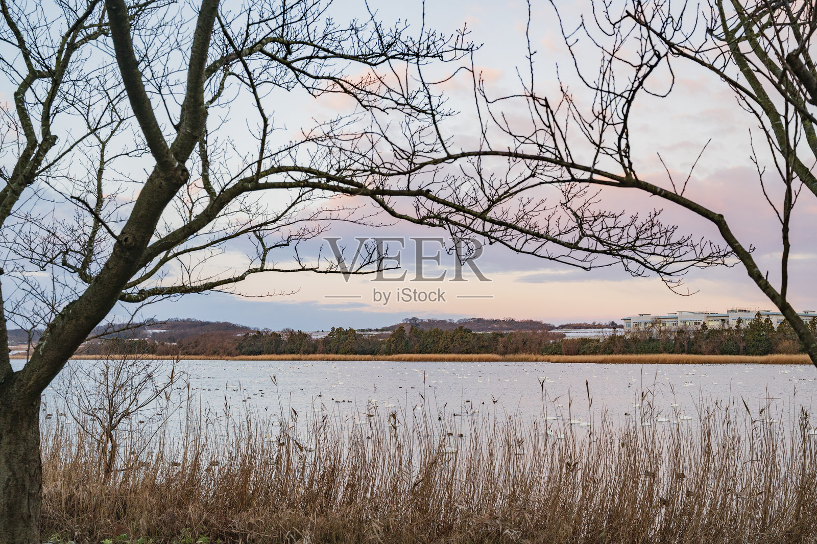 早晨的坂田泻湖照片摄影图片