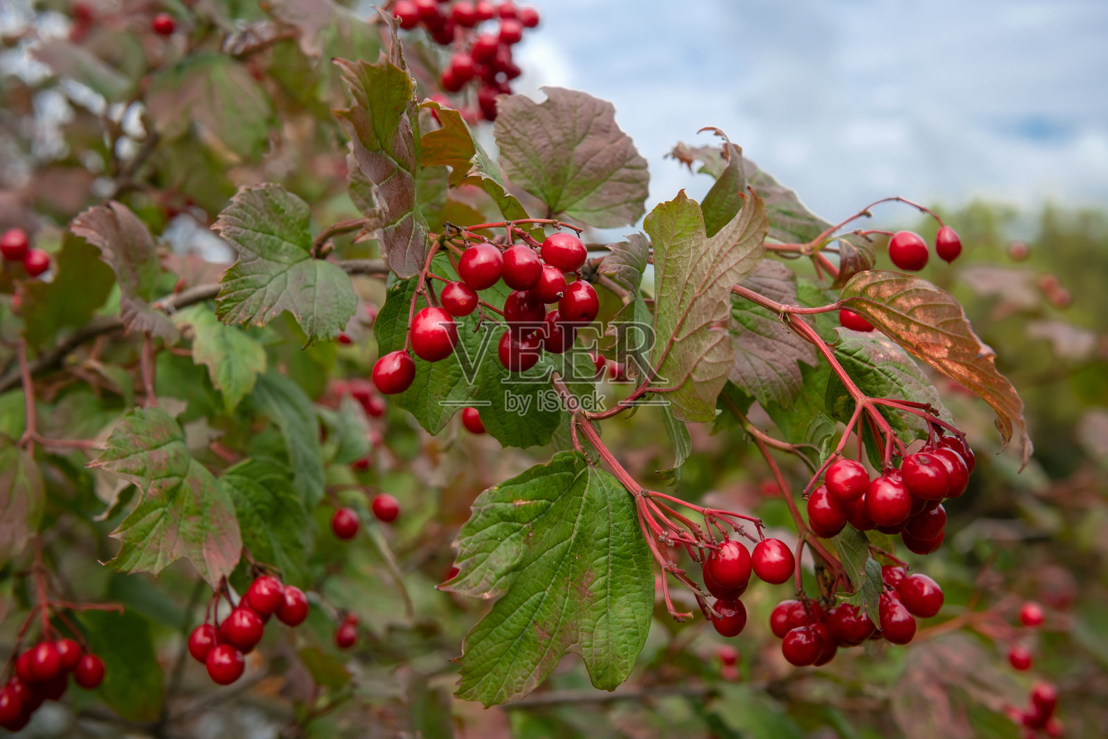 初秋时节，灌木枝头上的荚蒾浆果照片摄影图片