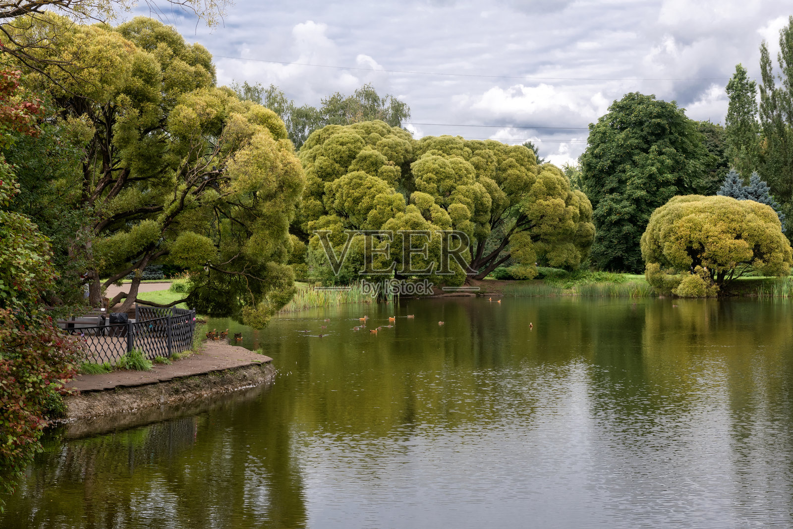 夏日里，池塘及其岸边茂盛的植被照片摄影图片