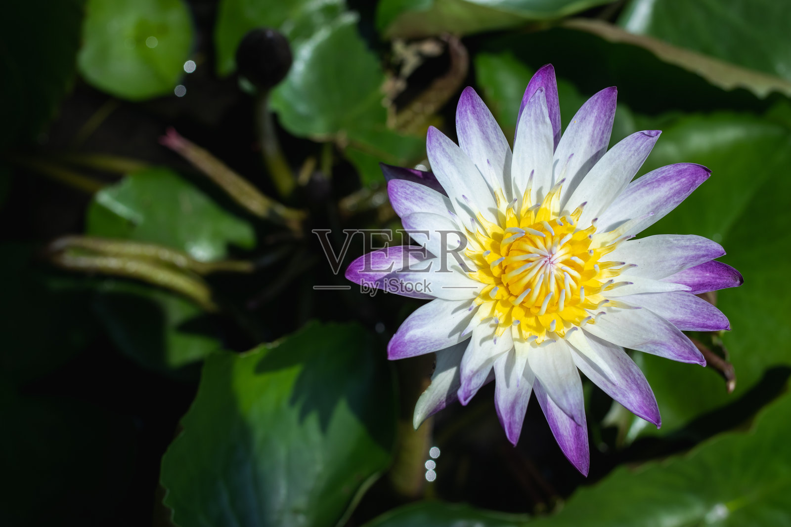 绿叶背景上的白色莲花，带有紫色镶边。照片摄影图片