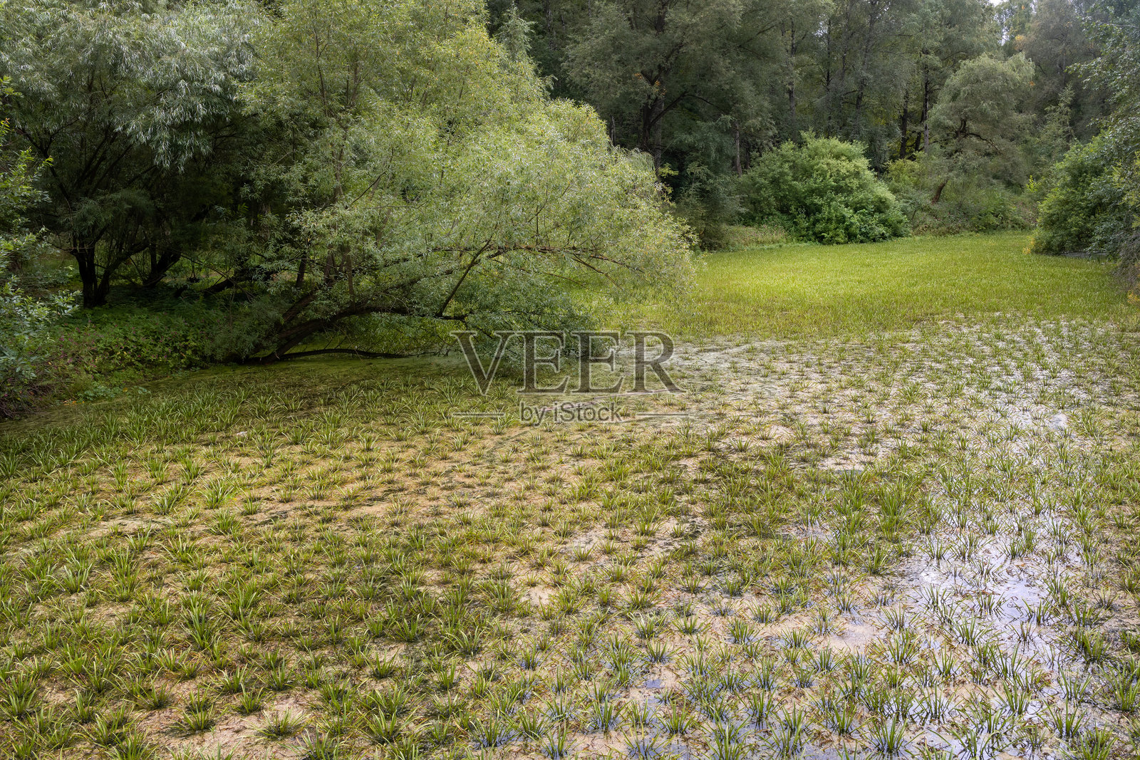 森林被淹没区域水中的沼泽植被照片摄影图片