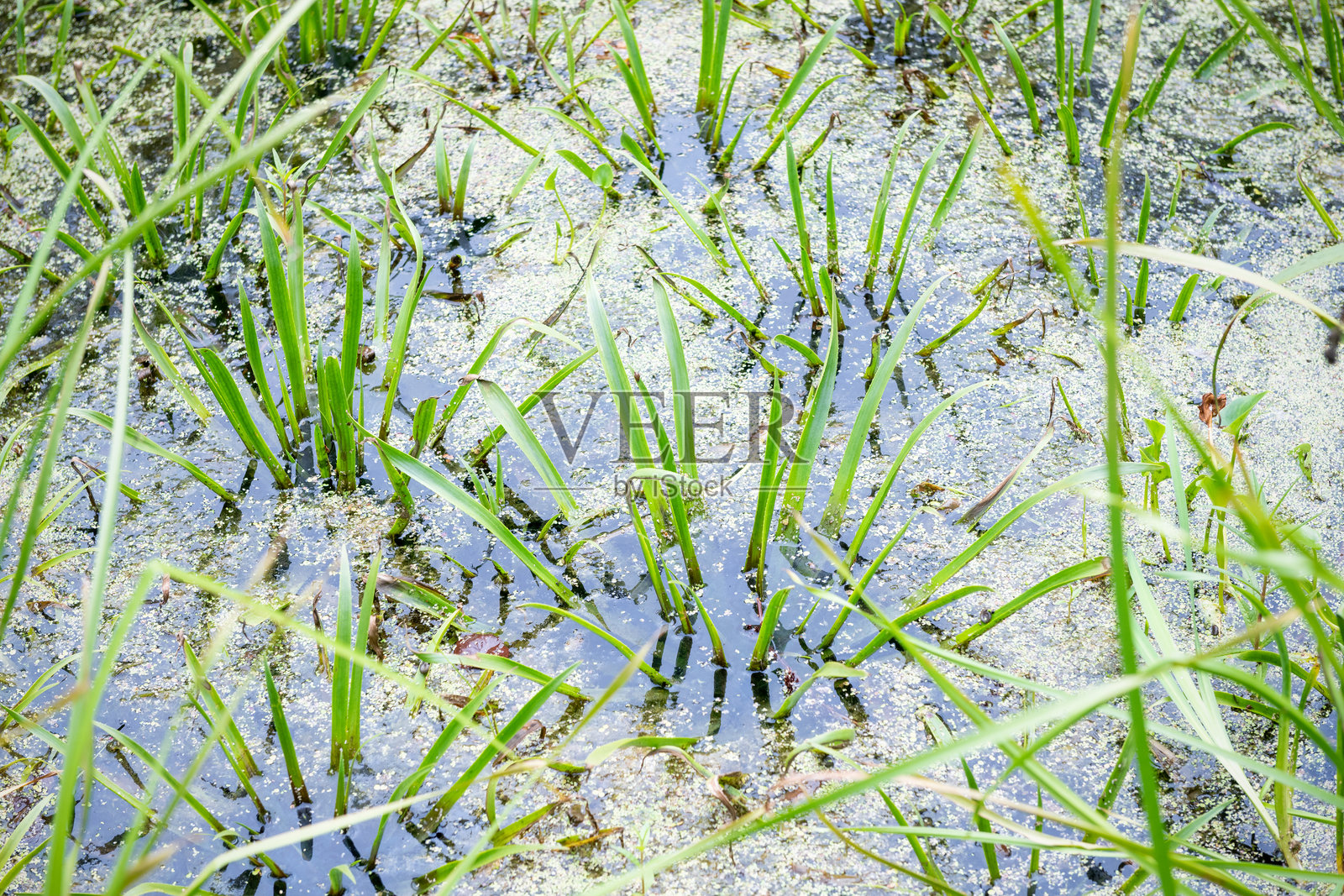森林被淹没区域水中的沼泽植被照片摄影图片