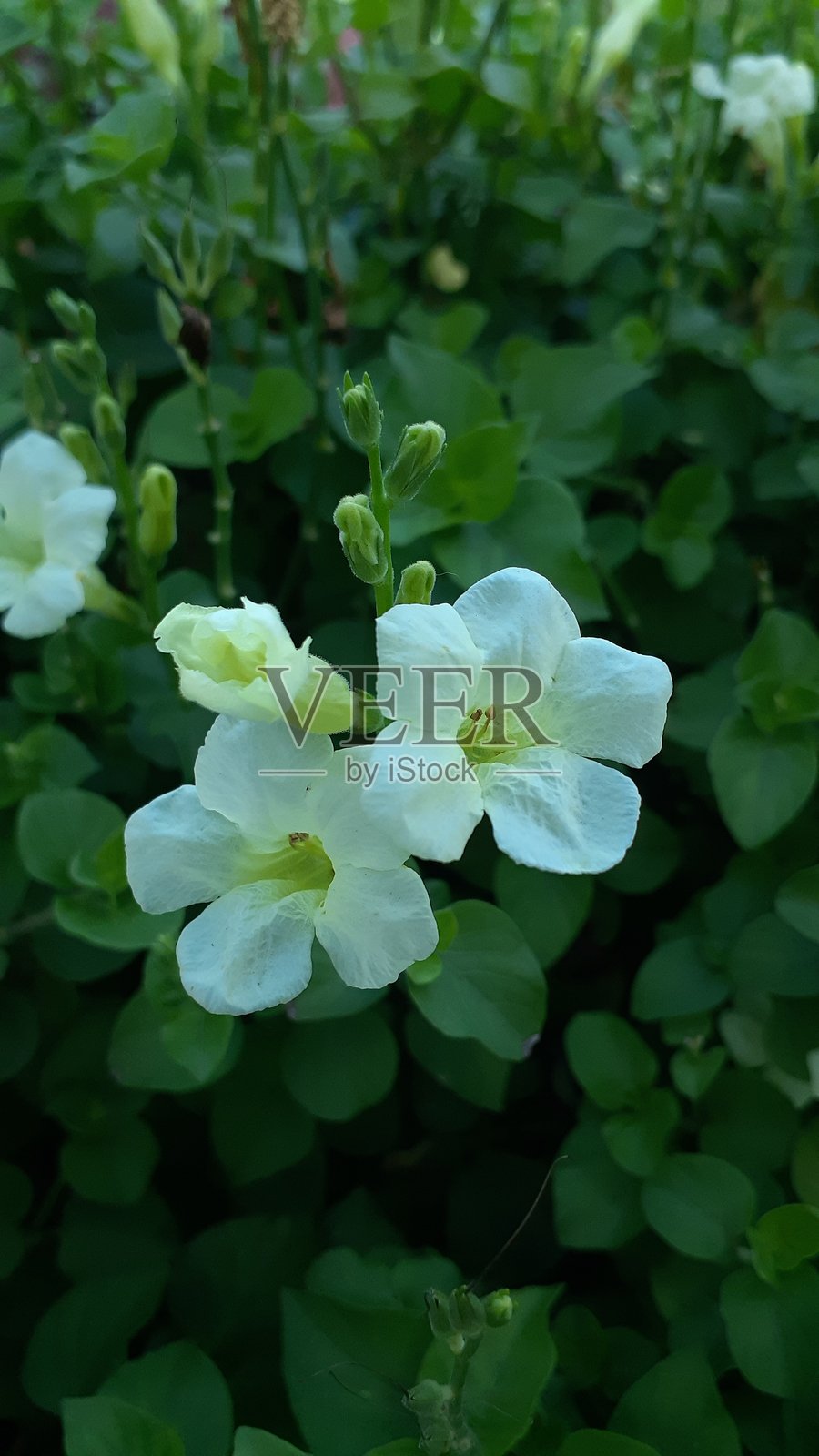 印度莕菜花照片摄影图片