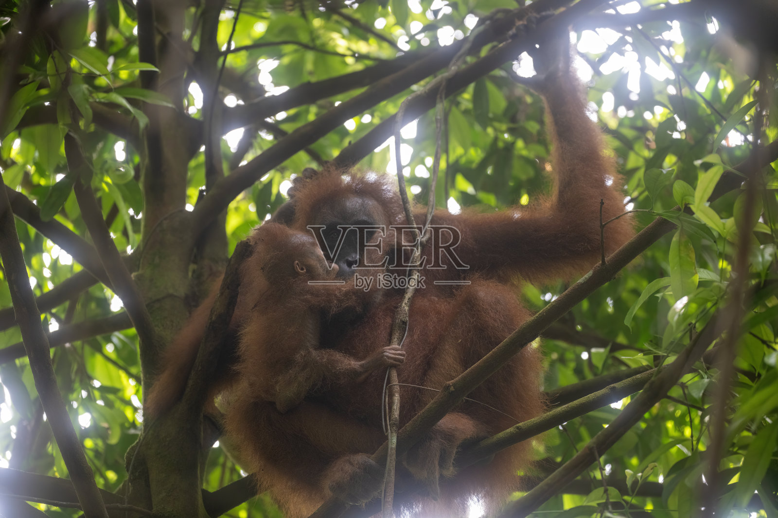 印度尼西亚苏门答腊岛 Gunung Leuser 国家公园雨林中，一只母猩猩和她的幼崽的肖像照照片摄影图片