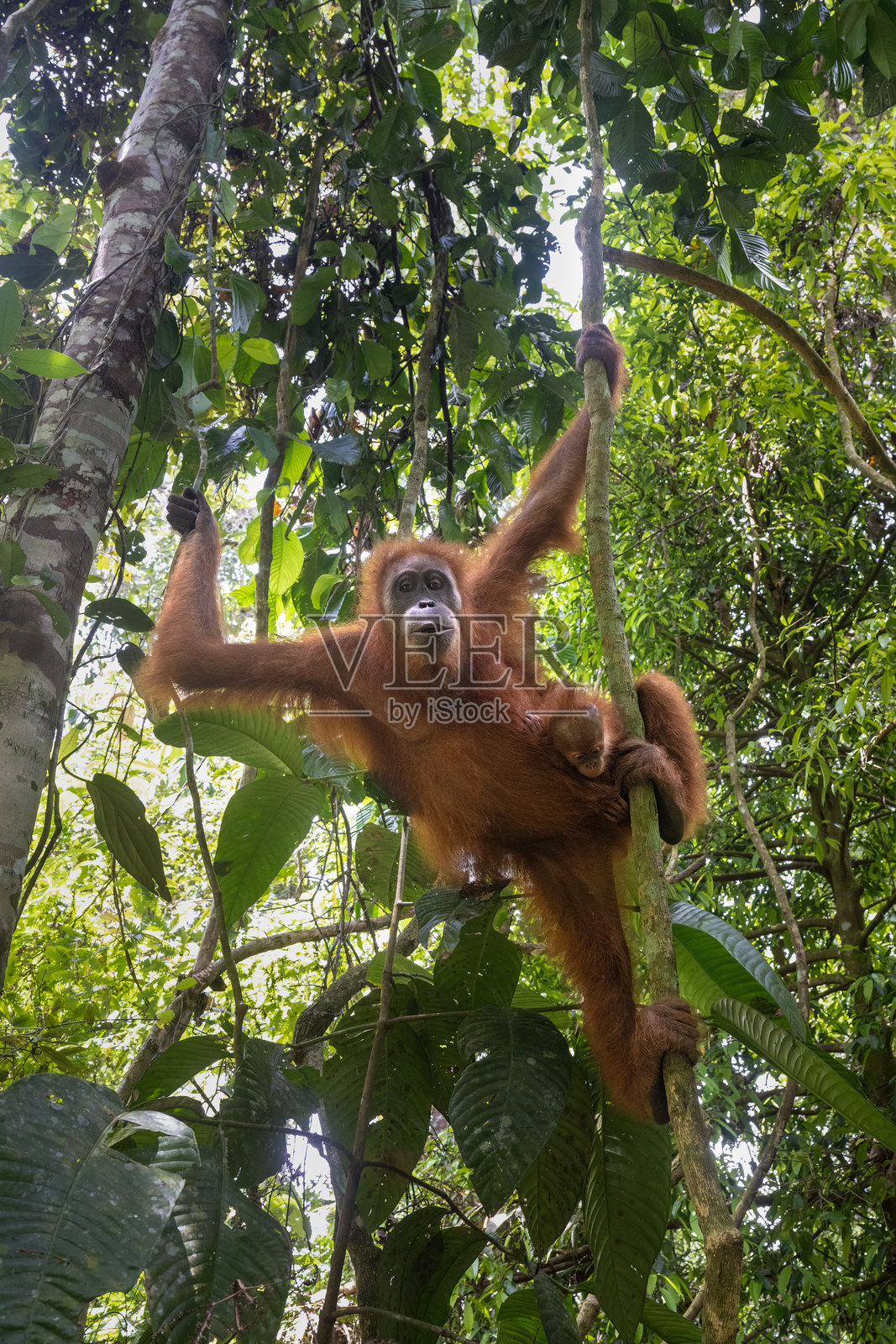 苏门答腊雨林中，一只母红毛猩猩和它的宝宝的肖像，位于印度尼西亚的 gunung leuser照片摄影图片