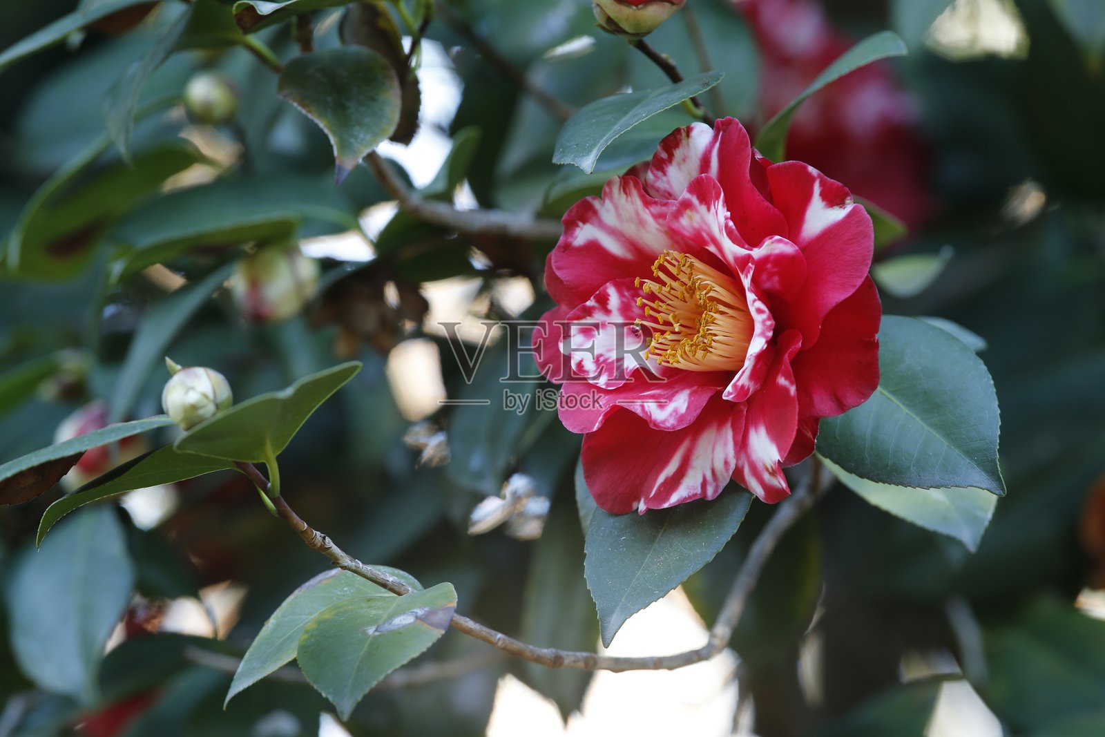山茶花照片摄影图片