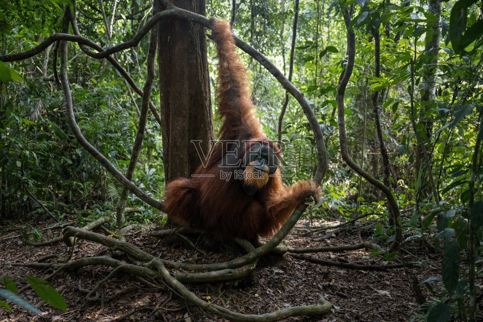 丛林守护者：苏门答腊岛 Gunung Leuser 国家公园中，一只雄性红毛猩猩栖息在奇异的圆形树枝间照片摄影图片