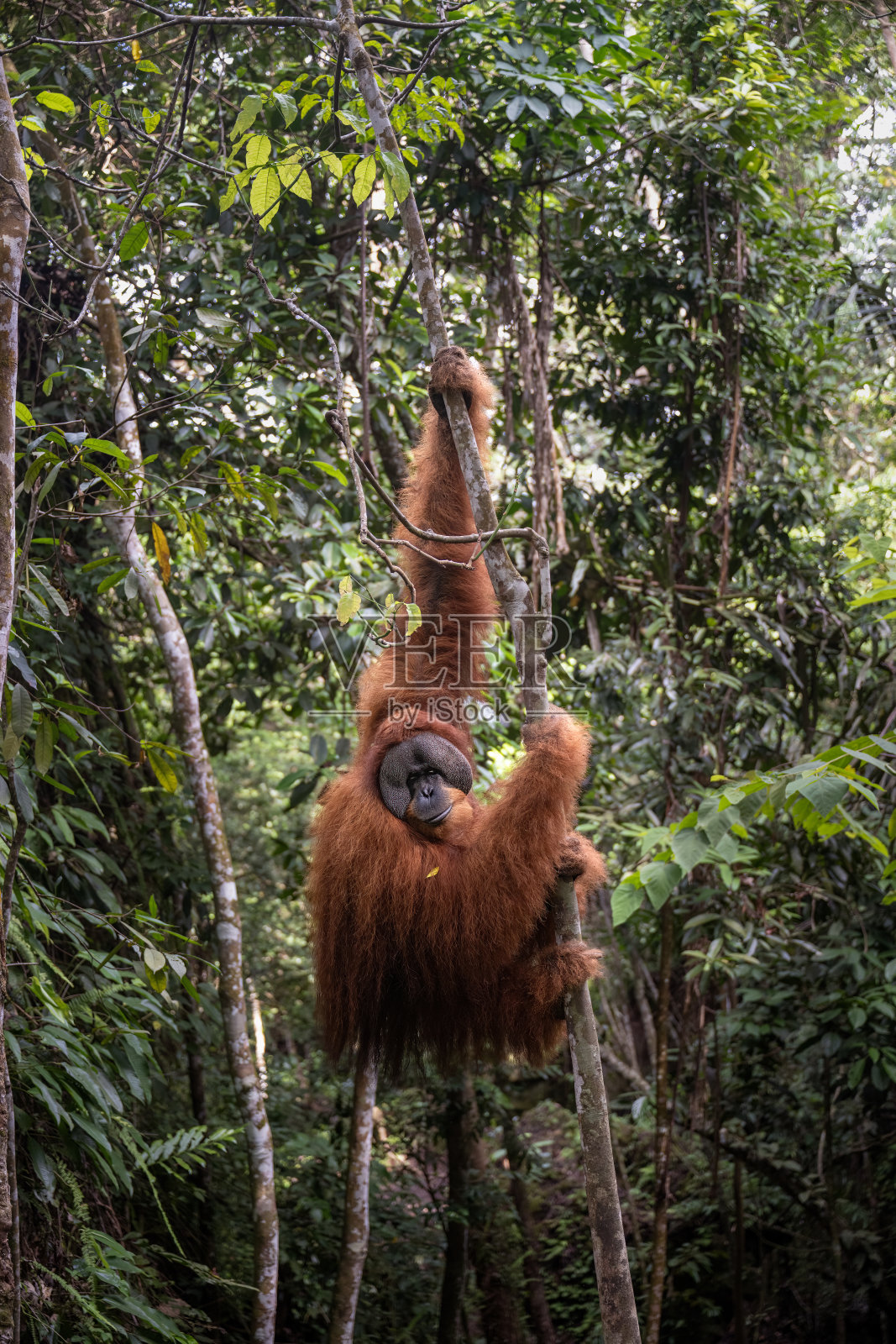 苏门答腊 gunung leuser 森林中，一只占主导地位的雄性红毛猩猩的肖像照片摄影图片