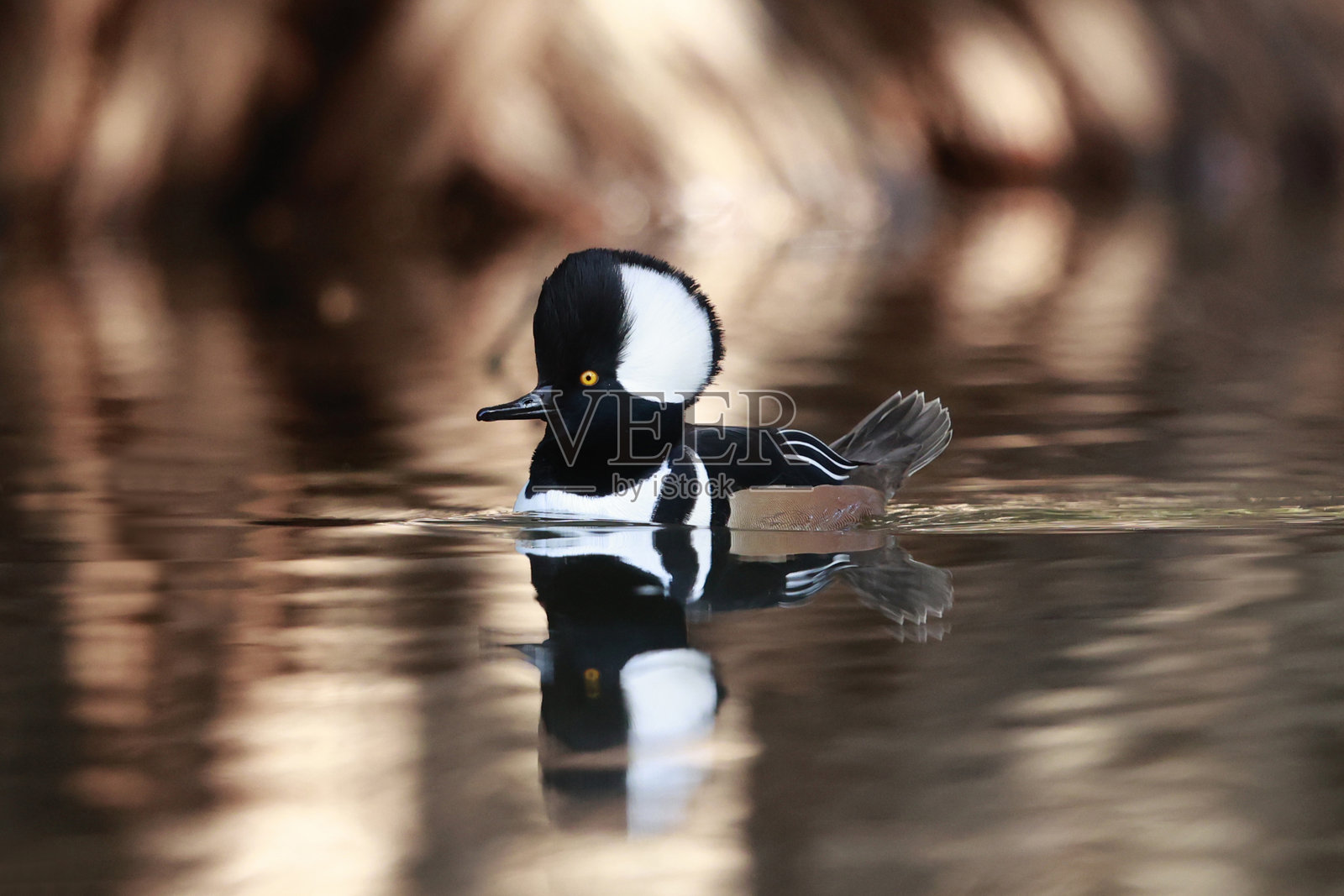 关刀鸭照片摄影图片