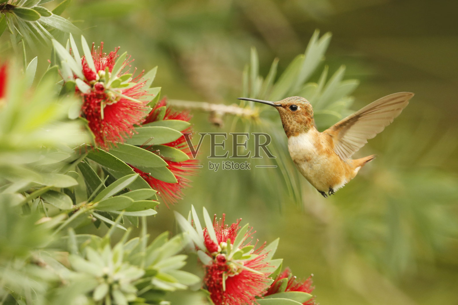艾伦蜂鸟照片摄影图片