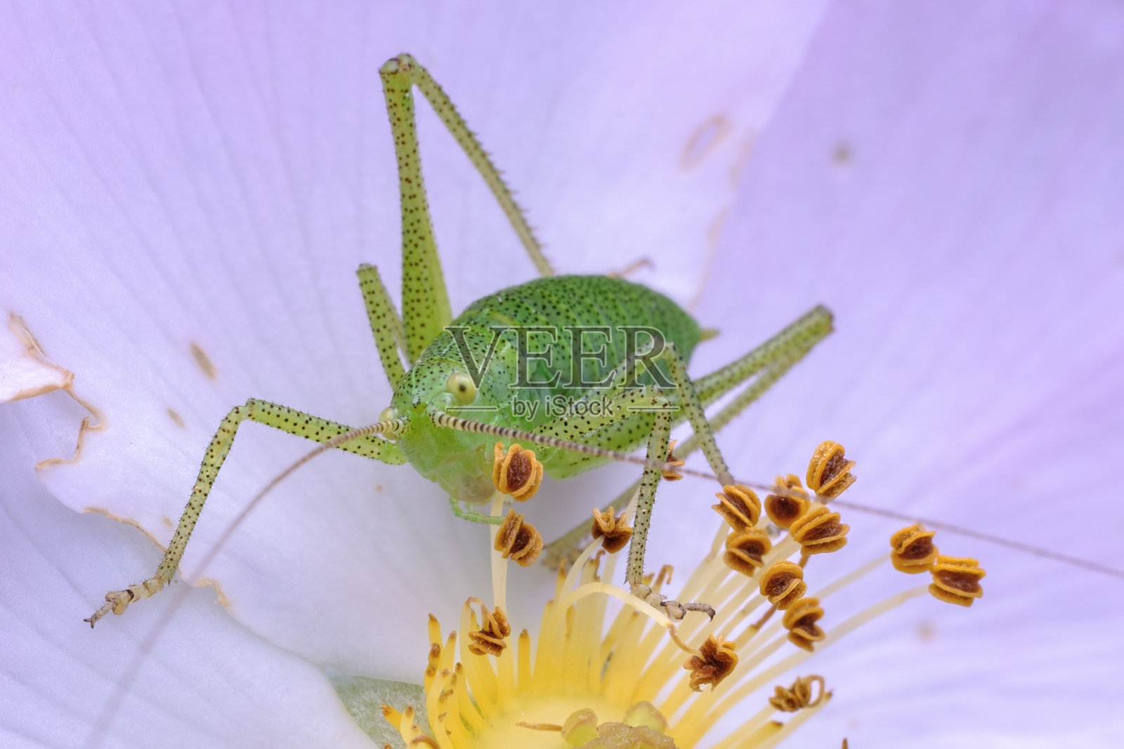 微距摄影下，绿色小昆虫在采集花粉照片摄影图片