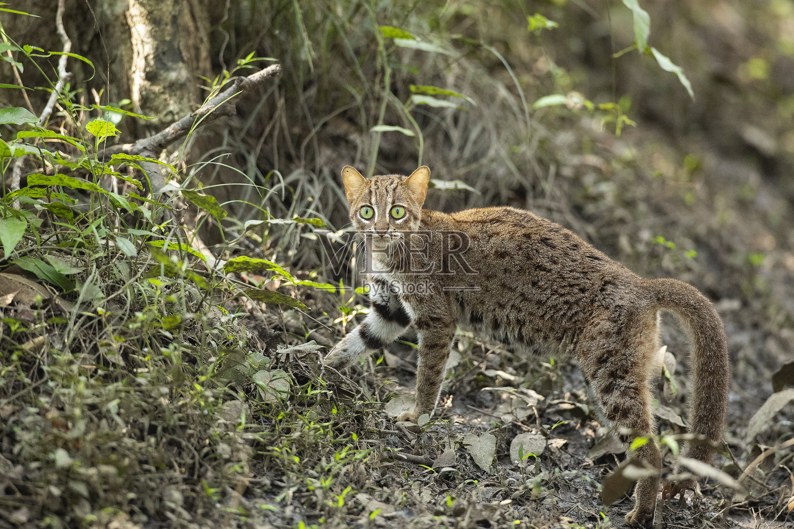 锈斑豹猫照片摄影图片