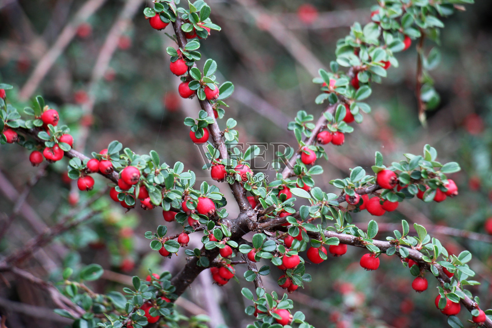 秋季，櫟叶蔷薇在花园中生长照片摄影图片