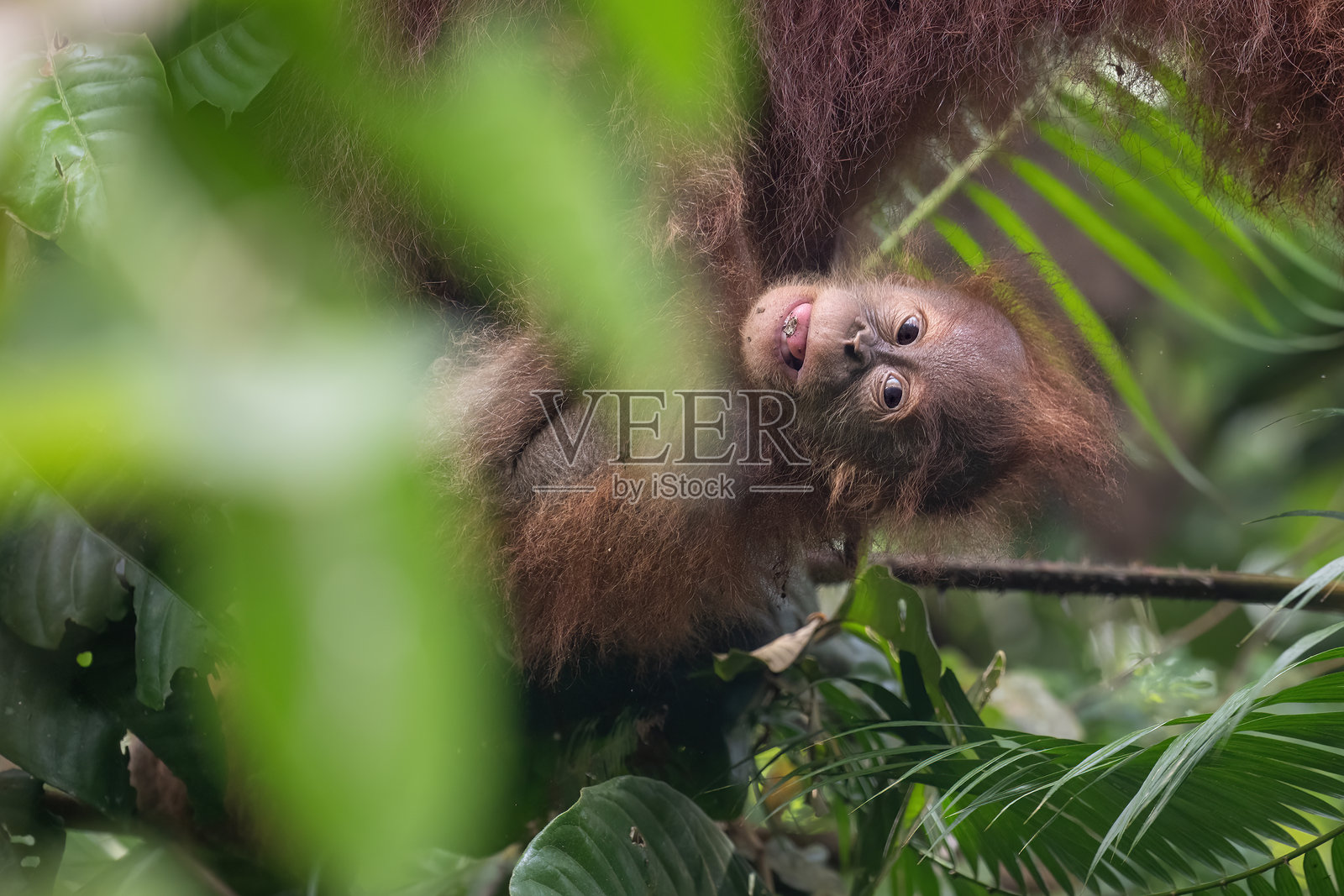 苏门答腊丛林（印度尼西亚， Gunung Leuser）中玩耍的红毛猩猩宝宝肖像照片摄影图片