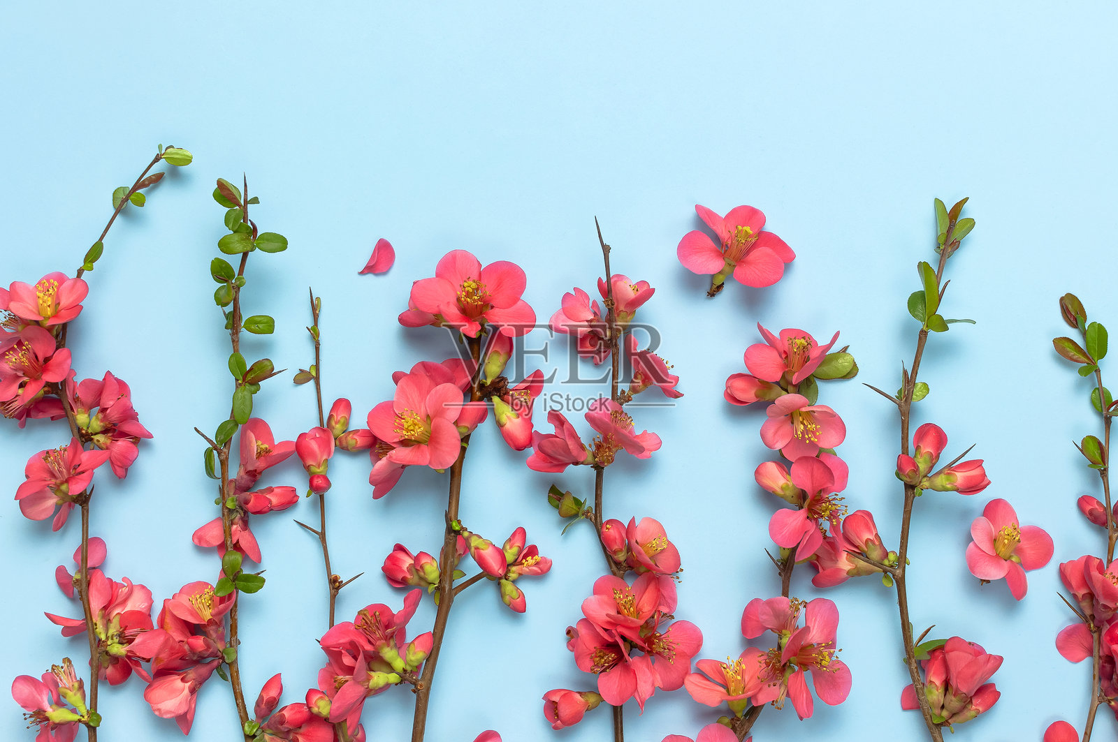 春季概念。蓝色背景上的粉色春花俯视扁平拍摄，可供复制。粉色开花枝条。夏季花束生活方式。带有娇嫩花朵的贺卡，花卉背景。照片摄影图片