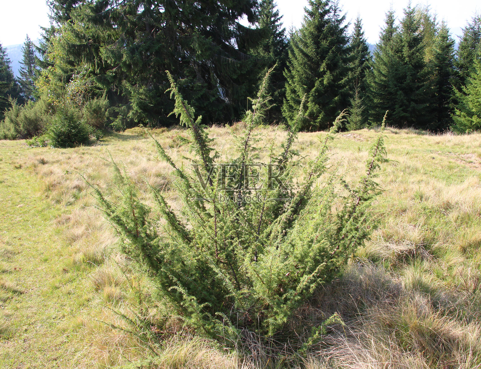杜松（刺柏）在自然界生长照片摄影图片