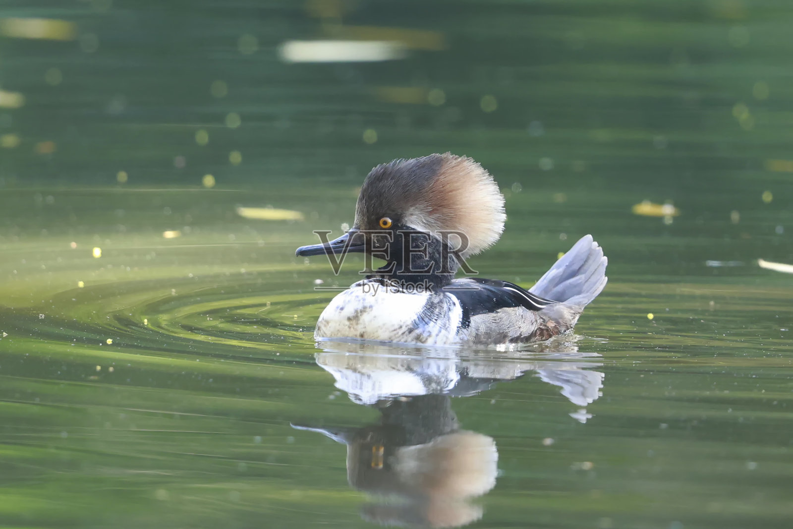 戴帽潜鸭照片摄影图片