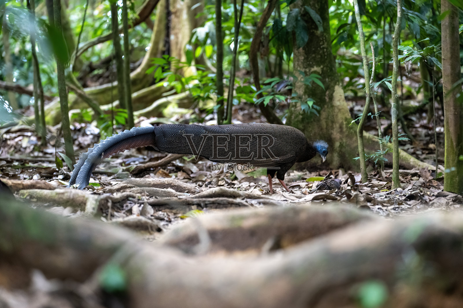 苏门答腊岛 Gunung Leuser 国家公园的一只雄伟的巨嘴鸟照片摄影图片